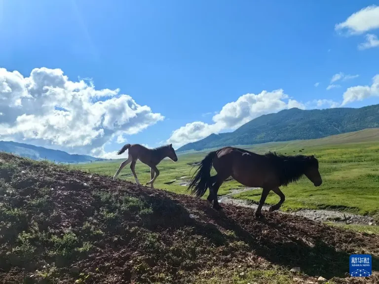 《我的阿勒泰》取景地成热门旅游打卡地 迎来客流高峰