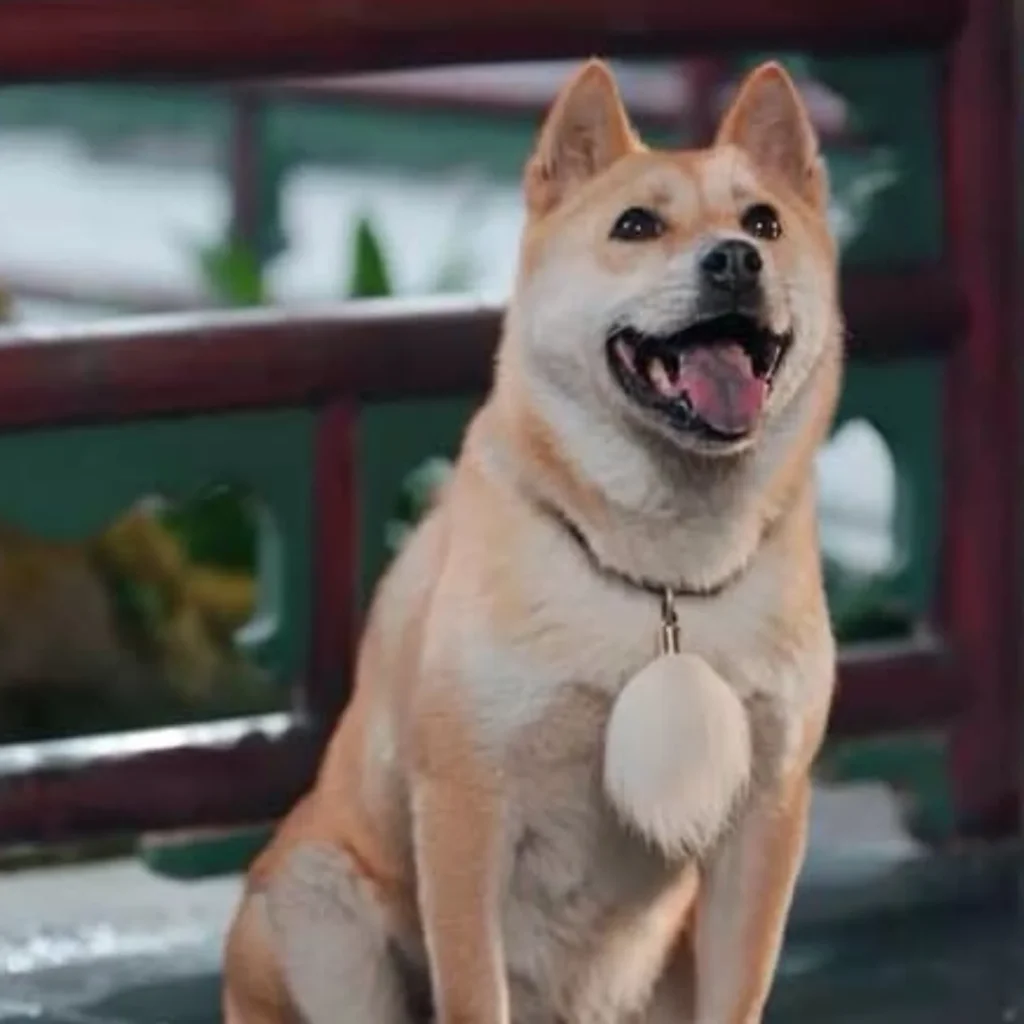 影视作品中的犬类演员：训练、片酬与稀缺性 | 360onetravel.com | 旅游和娱乐出版品