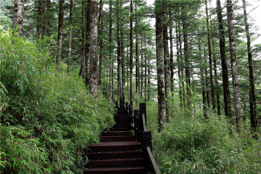 gf | 360onetravel.com | 旅游和娱乐出版品 🌲 神农架——华中绿色宝库中的清凉秘境 | 360onetravel.com | 旅游和娱乐出版品