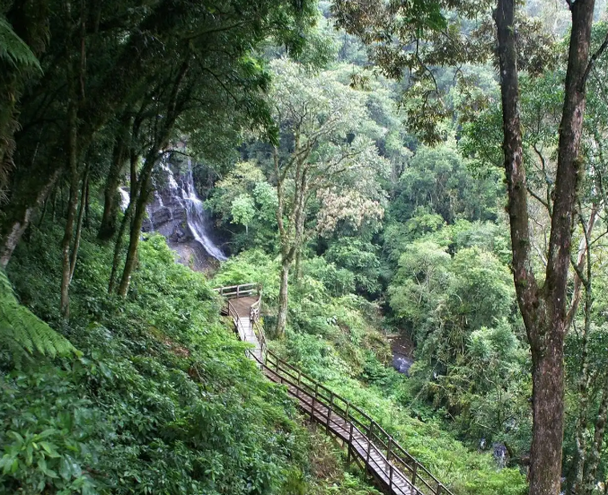 Screenshot_2 | 光影旅途 在竹影与云雾之间——寻一场安吉灵峰山的森呼吸 | 光影旅途